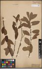 Foto von Salix cinerea L.